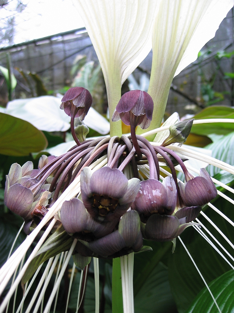 082 Cairns Botanic Gardens.jpg